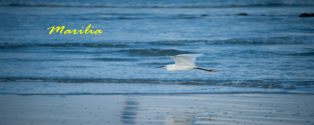 Illustration pour la chanson : Marilia; bord de plage où, depuis la droite vers la gauche, s'élance une aigrette-garzette longeant au plus près le rivage de la mer d'iroise tout en bleu